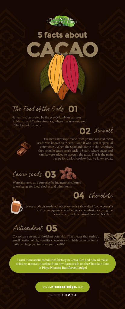 5 facts about Cacao you will learn at Nicuesa Lodge