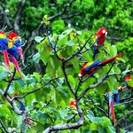 Scarlet-Macaws