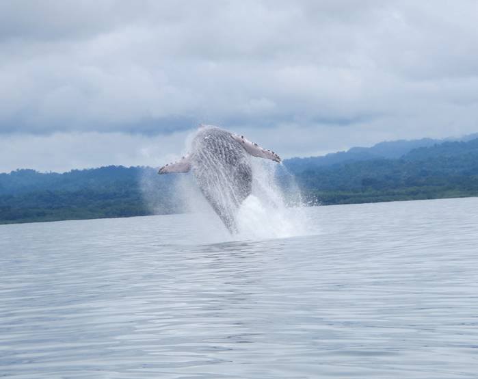 Humpback Whale breaching in Golfo Dulce, Costa Rica
