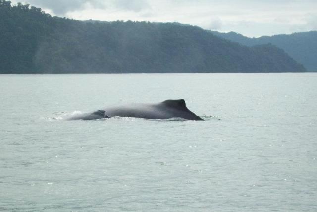 Humpback Whale mother and baby in Golfo Dulce, Costa Rica