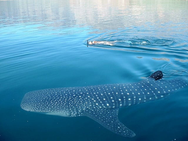 Snorkeling with whale shark Nicuesa Rainforest Lodge