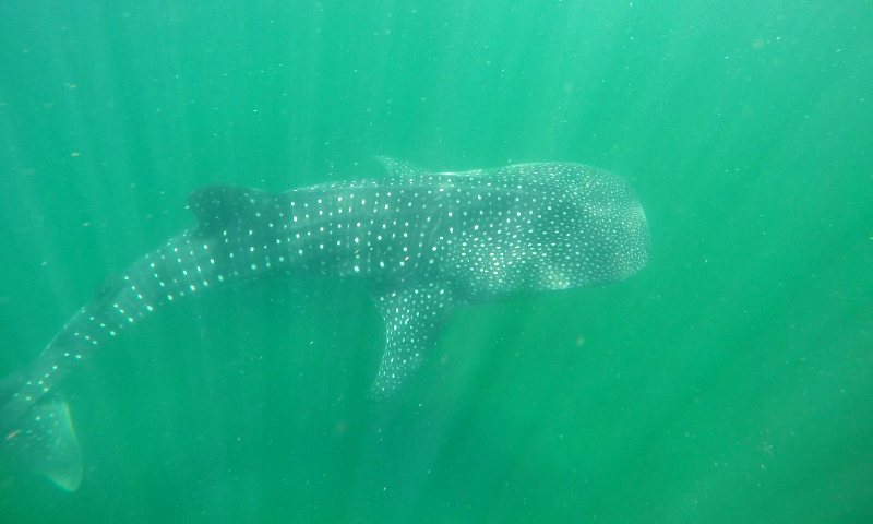 Whale shark at Playa Nicuesa Rainforest Lodge in Costa Rica