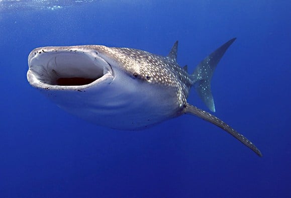 Whale shark at Playa Nicuesa Rainforest Lodge in Costa Rica