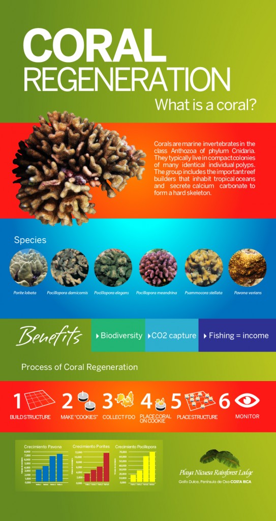 coral regeneration infographic 