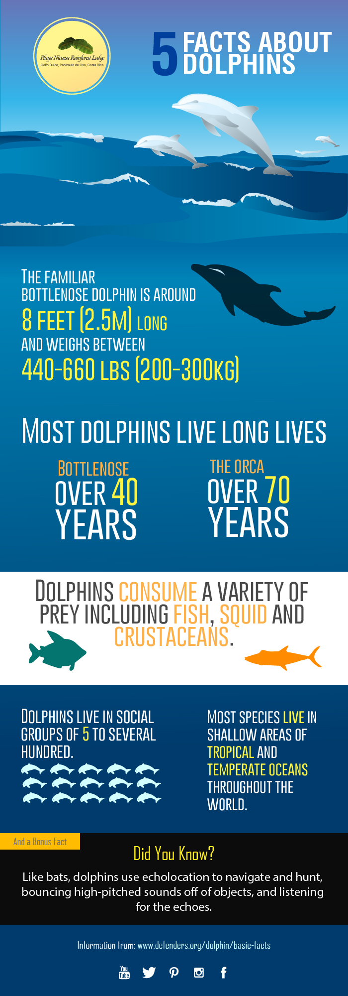 5 Facts about dolphins