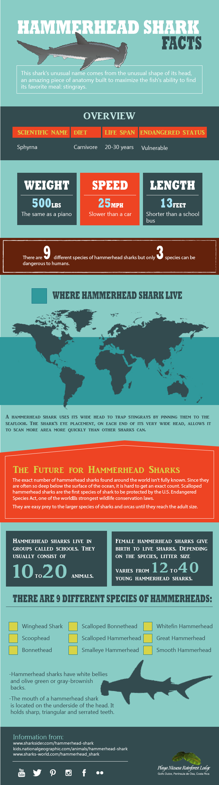 hammerhead shark facts