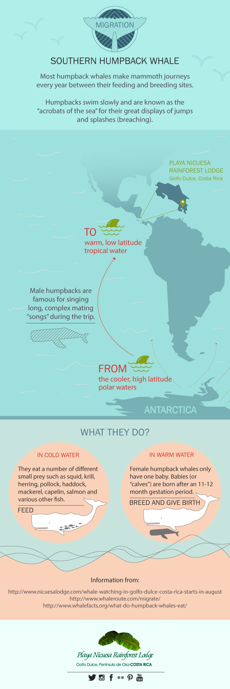 Humpback Whale migration facts