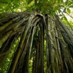 Nicuesa-Lodge-rainforest-2
