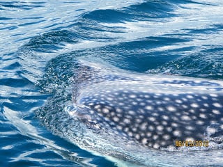 Whale Sharks Sighting at Nicuesa Lodge!