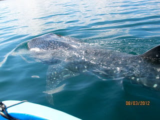 Whale Sharks Sighting at Nicuesa Lodge!