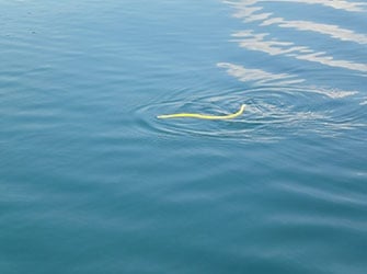 Sea Snake (Pelamis platurus)