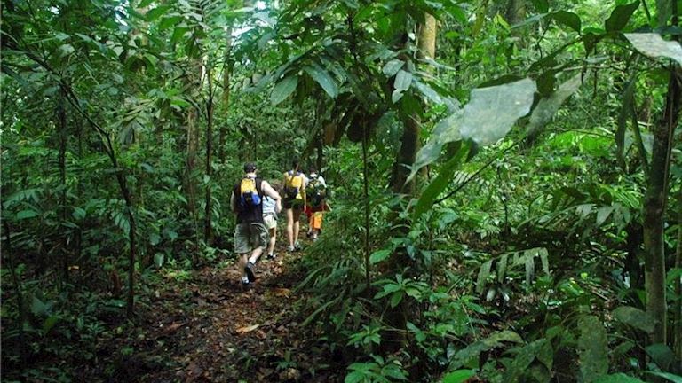 Discover the treasures of the rainforest at Nicuesa Lodge