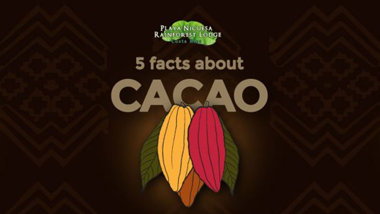 5 facts about Cacao you will learn at Nicuesa Lodge