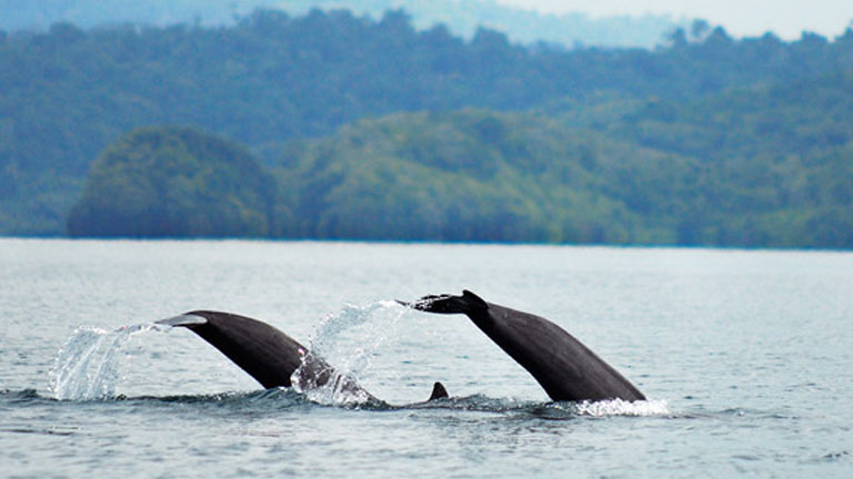Dolphins and whales splashing in tranquil waters