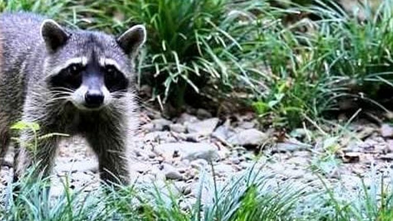 Raccoon on one of the trails at Playa Nicuesa Rainforest Lodge