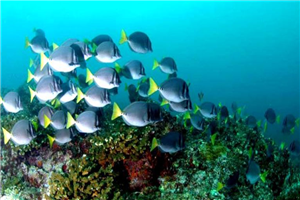 immersive-wildlife-experiences-in-golfo-dulce-nicuesa-rainforest-lodge