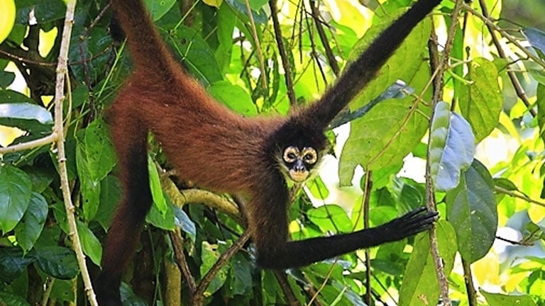 Best Wildlife in Costa Rica at Nicuesa Lodge