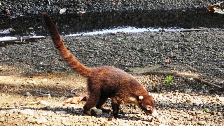 White-nosed Coati on the beach at Playa Nicuesa Rainforest Lodge in Costa Rica