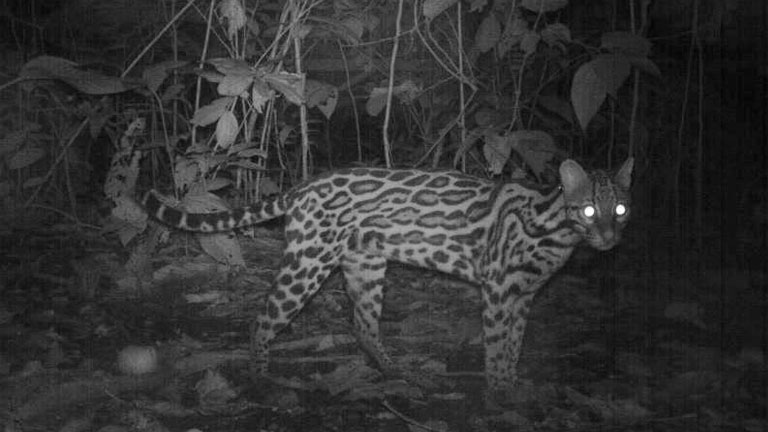 An Ocelot captured on a camera trap in the jungle at Nicuesa Lodge in Costa Rica