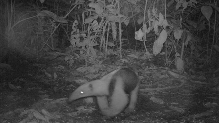 Collared Anteater at night in the jungle at Nicuesa Lodge, captured on a camera trap