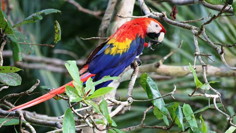 Scarlet Macaw at Playa Nicuesa Rainforest Lodge in Costa Rica