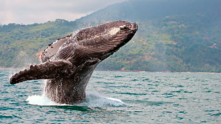 Humpback Whale Season in the Golfo Dulce has begun