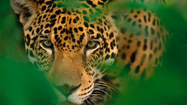 Jaguar on the Osa Peninsula, Costa Rica