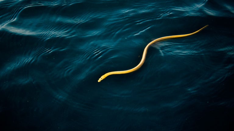 Sea snake in Golfo Dulce, Costa Rica, photo by Karla Umana