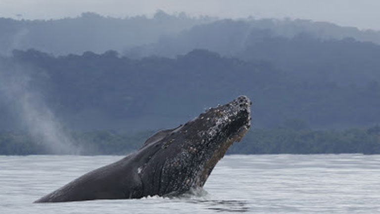 Humpback Whale in Golfo Dulce, photo by Lenin Oviedo of CEIC