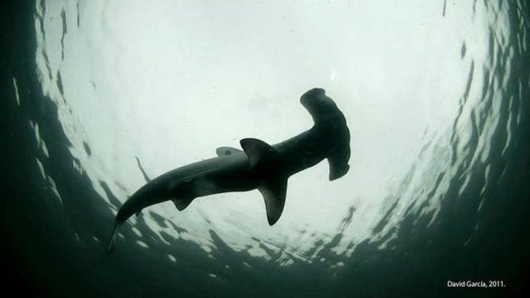 Hammerhead shark in Costa Rica, photo by David Garcia