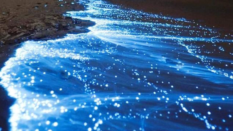 Bioluminescence