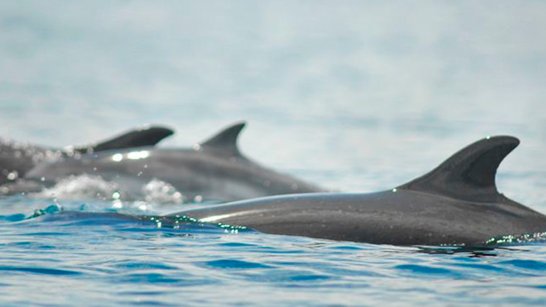 Whale watching in Golfo Dulce, Costa Rica starts in August!