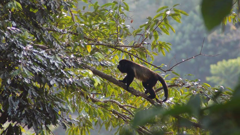 A mantled howler monkey on the prowl in Corcovado National Park