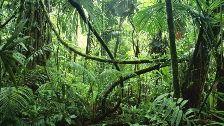 The jungle is dense and wild in Corcovado National Park, one of the world's most spectacular national parks