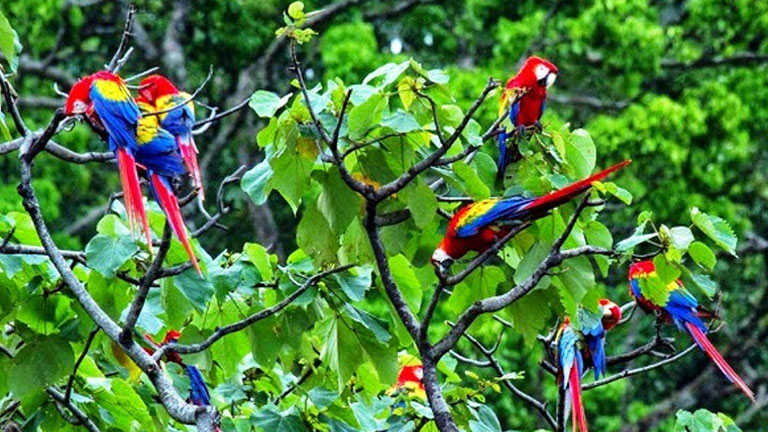 5-best-birds-to-watch-at-nicuesa-a-birdwatchers-paradise