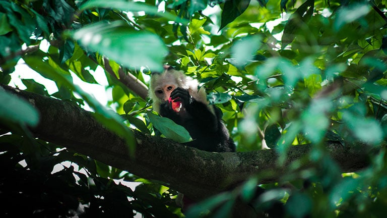 Costa Rica's Rich Biodiversity Reveals 5,000 New Species