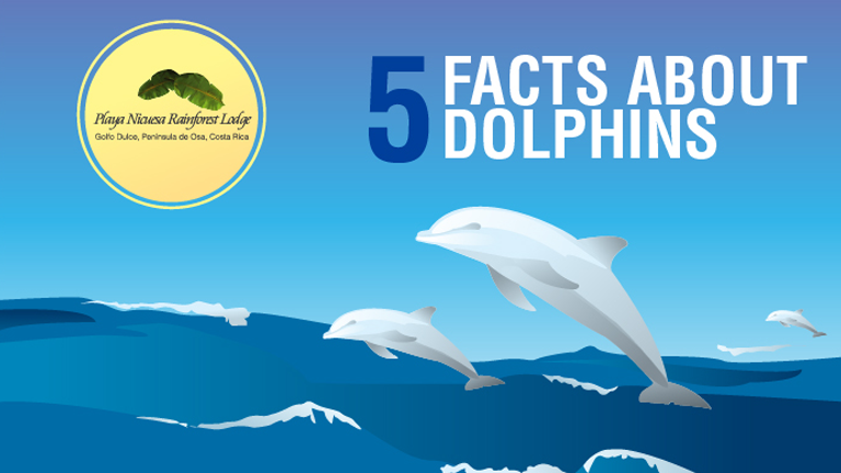 5 Facts about dolphins