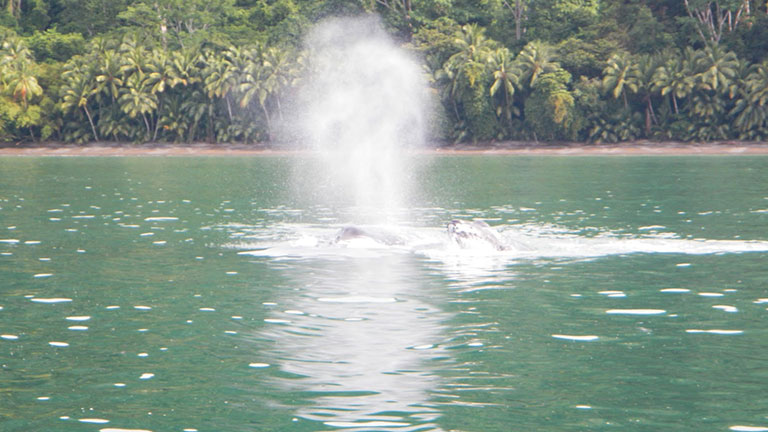 Golfo Dulce: a unique ecosystem in the world