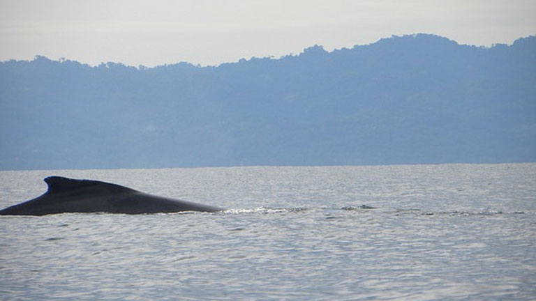 Golfo Dulce is a top Costa Rica wildlife spot