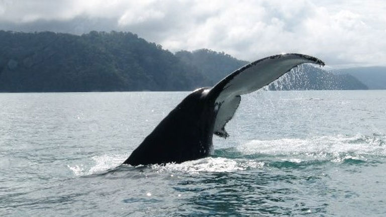 It's humpback whale watching time in Golfo Dulce, Costa Rica! Photo by CEIC.