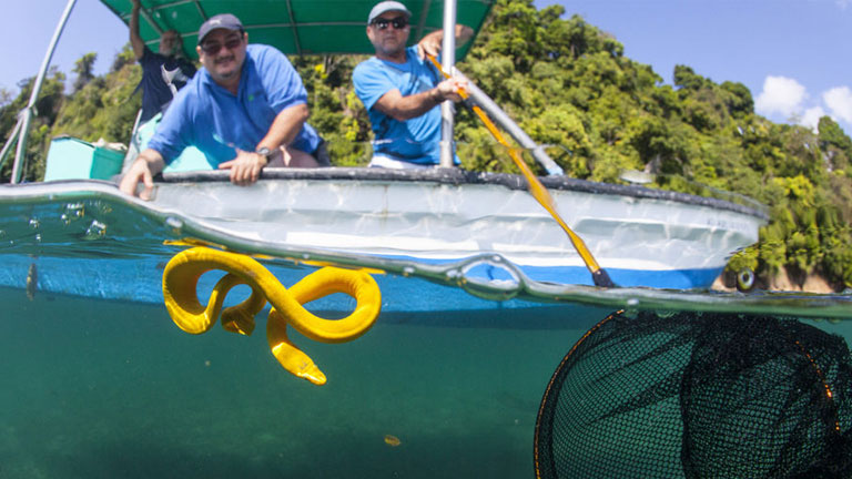 Yellow Sea Snake in Costa Rica