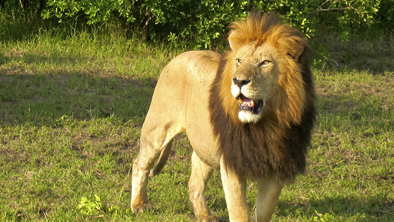 Guarding the King of the Jungle on the Osa Peninsula