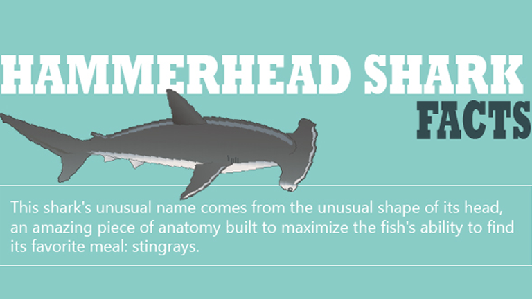Hammerhead Shark Facts