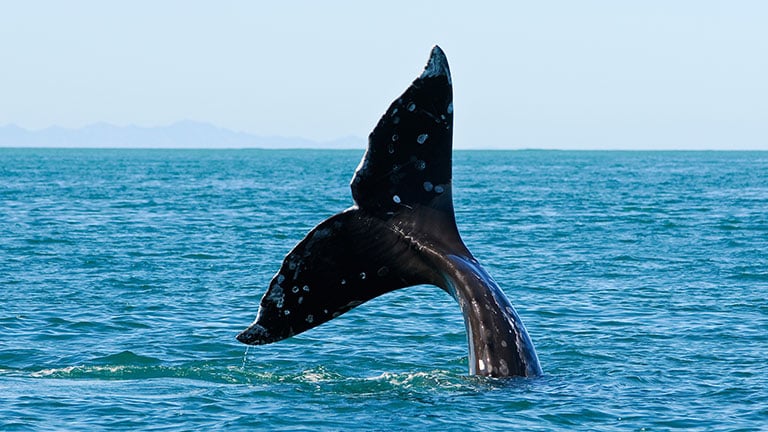 Having a whale of a time at Playa Nicuesa Rainforest Lodge in Costa Rica