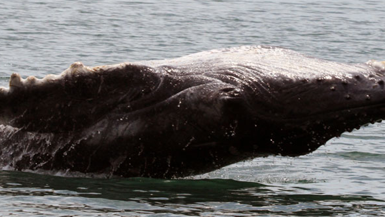 Whale watching in Costa Rica at Nicuesa Lodge starts in July