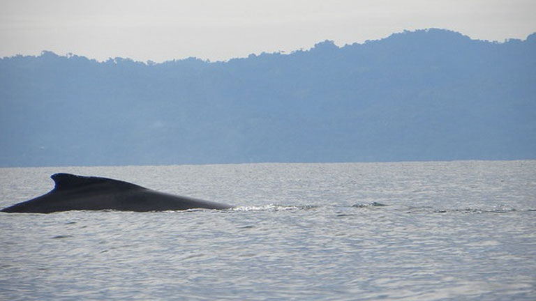 Humpback Whales