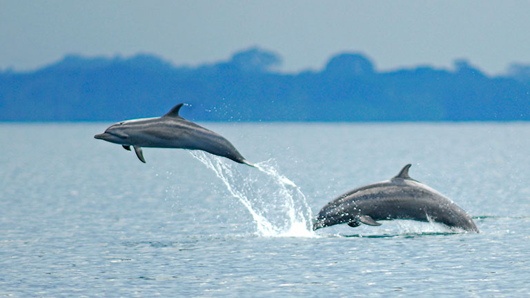 Humpback Whales come to Costa Rica's Golfo Dulce