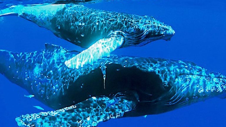 It's Time for Humpback Whales in Costa Rica in Golfo Dulce