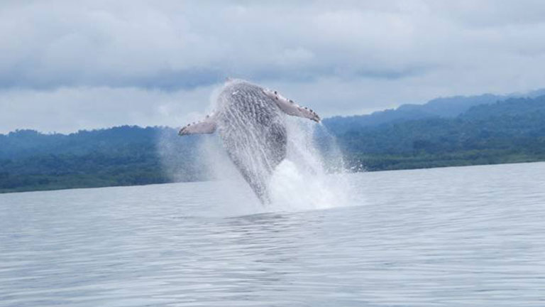 A humpback whale breaches in Golfo Dulce in Costa Rica.