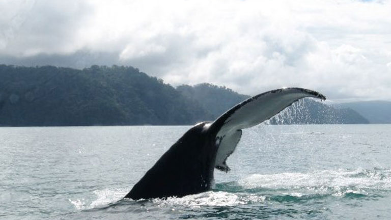 Humpback whales visit Golfo Dulce from July through September, photo by CEIC